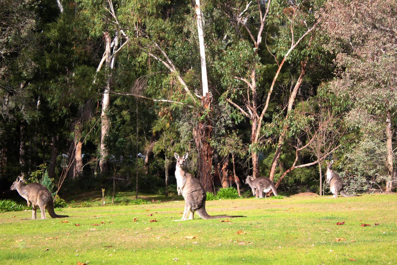 Marwood Villas Halls Gap Εξωτερικό φωτογραφία